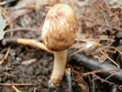 Inocybe bongardii pyriodora 180711 липа (2).JPG