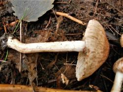 Inocybe bongardii pyriodora 180711 липа (5).JPG