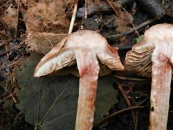 Inocybe bongardii pyriodora 180711 липа (8).JPG