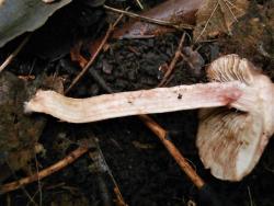 Inocybe bongardii pyriodora 180711 липа (9).JPG