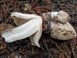 Inocybe_erubescens_ESV_20180624-05.thumb.jpg.fd71b47de98c20b881db7b92b5caee6a.jpg