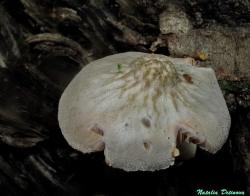 Pluteus_plautus_NND_20160730-2.thumb.JPG.5e80b7114fccadf6d445bef3e9ecc7dc.JPG