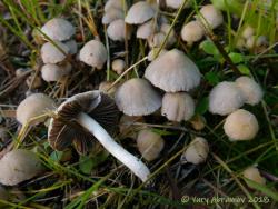 Psathyrella_gordonii_AYV_20170712.jpg