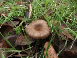 Pseudoclitocybe_cyathiformis_OK_20161126.thumb.JPG.368ec7c33719f62c4742c179fbc17078.JPG