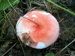 №171 Russula persicina 180823 осина (1).jpg