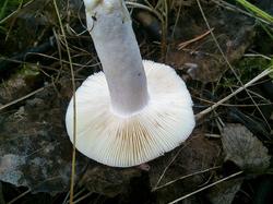 №171 Russula persicina 180823 осина (3).jpg