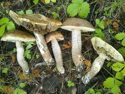 Leccinum duriusculum 180823 осина (3).jpg