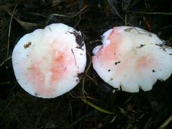 №171 Russula persicina 180823 осина (5).jpg