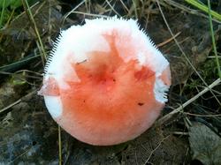 №171 Russula persicina 180823 осина (4).jpg