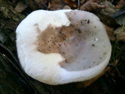 Russula grisea 180730 липа ель (6).jpg