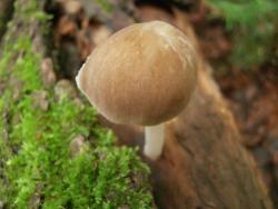 Pluteus phlebophorus 180711 вяз (1).JPG