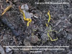 180809n48m Миит G13 G16 Cordyceps ophioglossoides.jpg