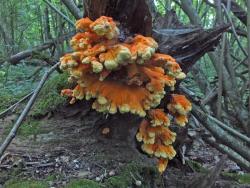 180809n53m Миит G18 Laetiporus sulphureus.jpg