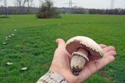 Agaricus_macrosporus_AWP_20141127.thumb.jpg.ebebc865e0e6087cbf82758743381e32.jpg