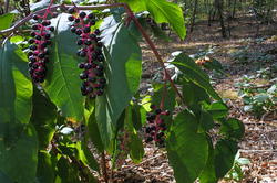 Phytolacca_americana_3_AWP_20180818.thumb.JPG.1fa2712b932fc2ced22206fa1ac7f5da.JPG