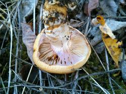 Cortinarius saginus 180921 ива (6).jpg