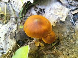 №117 Cortinarius cinnamomeoluteus 180619 (1).jpg