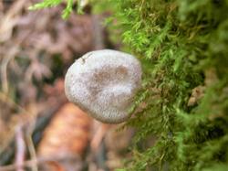 №146 Entoloma lanicum undatum 180807 (1).JPG