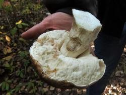 1569924488_Leccinum_duriusculum_OK_20160930.thumb.JPG.55e9bb7553539327ff1a4e966479d6f0.JPG