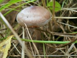 1749465519_197Cortinarius180907(7).thumb.JPG.a63b0b6d67dbc3be6a134d096801d4ce.JPG