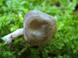 №146 Entoloma lanicum undatum 180807 (2).JPG