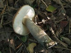 2006126723_Leccinum_duriusculum_OK_20141005(2).thumb.jpg.63f9b5cfb6638bf6cf812858965be06f.jpg