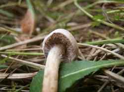 2039942140_198Cortinarius180907(5).thumb.JPG.3b0ed9d555e92bbac9699f56ab7731c4.JPG