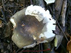 Russula grisea atroglauca 180911 береза (3).jpg