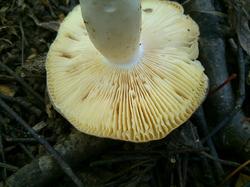 Russula grisea atroglauca 180911 береза (2).jpg