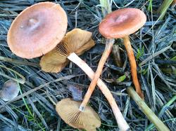 Cortinarius 180904 ива (5).jpg