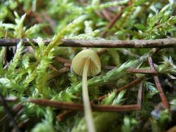 420936881_Mycena180924(6).thumb.JPG.31813b1bc3fdddc6f2a12ad84530aeb1.JPG