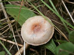 628699185_198Cortinarius180907(3).thumb.JPG.9abb6b60da07fbfa0240cb6c3fdbf236.JPG