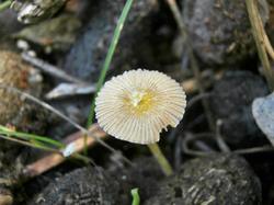 №143 Bolbitius Coprinellus 180907 лосиный помет (1).JPG