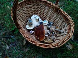 IMG_20180916_131641.thumb.jpg.dc56c71c12b979c48a6844642369ec4d.jpg