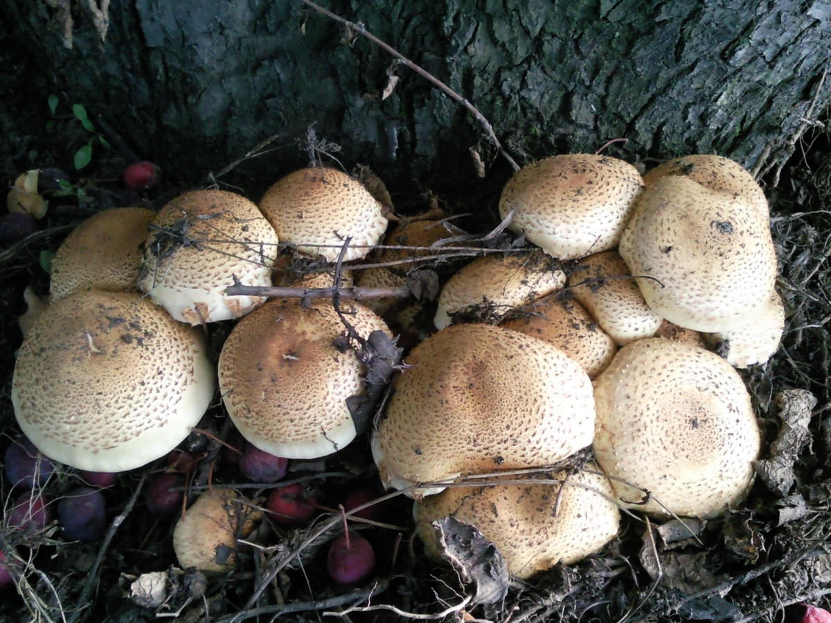 определитель съедобных грибов по фото