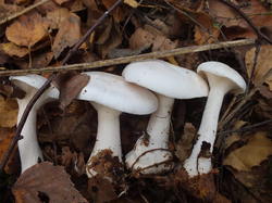 181019n202 MoRe G63 Clitocybe candida.JPG