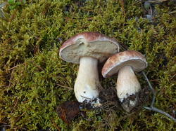 181019n181 MoRe G24 Boletus pinophilus.JPG