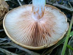 №48к Cortinarius 180906 осока береза (8).jpg