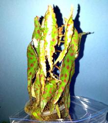 Begonia Amphioxus.jpg