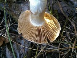 №51к Cortinarius 180828 ива (3).jpg