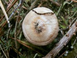 Inocybe geophylla 180928 сосна (3).JPG