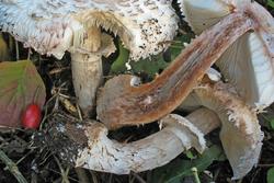 Chlorophyllum_brunneum_4_AWP_20131024.thumb.JPG.66ef25365bbd4b66de029f6bd71363fa.JPG