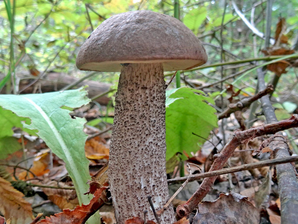 Фото подосиновика и подберезовика. Подберёзовик твердоватый Leccinum duriusculum. Обабок и подосиновик. Подосиновик подберезовик обабок. Подберёзовик подосиновик красноголовики.