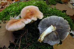 Hypholoma_lateritium_AWP_20181027.thumb.JPG.18587878b53fa5ffe7b228eee5426237.JPG