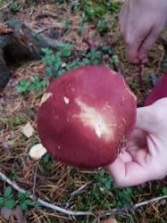 IMG-20181008-WA0007.jpg
