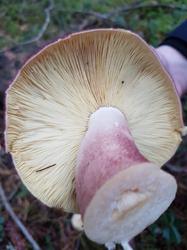 IMG-20181008-WA0008.jpg