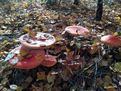 IMG_20181020_114243_HDR.jpg