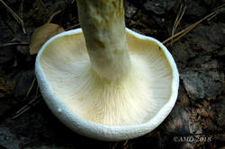 Lactarius_piperatus_AMD_20160804-03.JPG