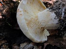 Lactifluus_vellereus_ESV_20160917-06.thumb.jpg.41c8912668f4187be2ec92ab3a67def0.jpg