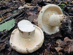 Lactifluus_vellereus_ESV_20170916-11.thumb.jpg.89162ad281ada37cfe54dc98dbf9fffe.jpg